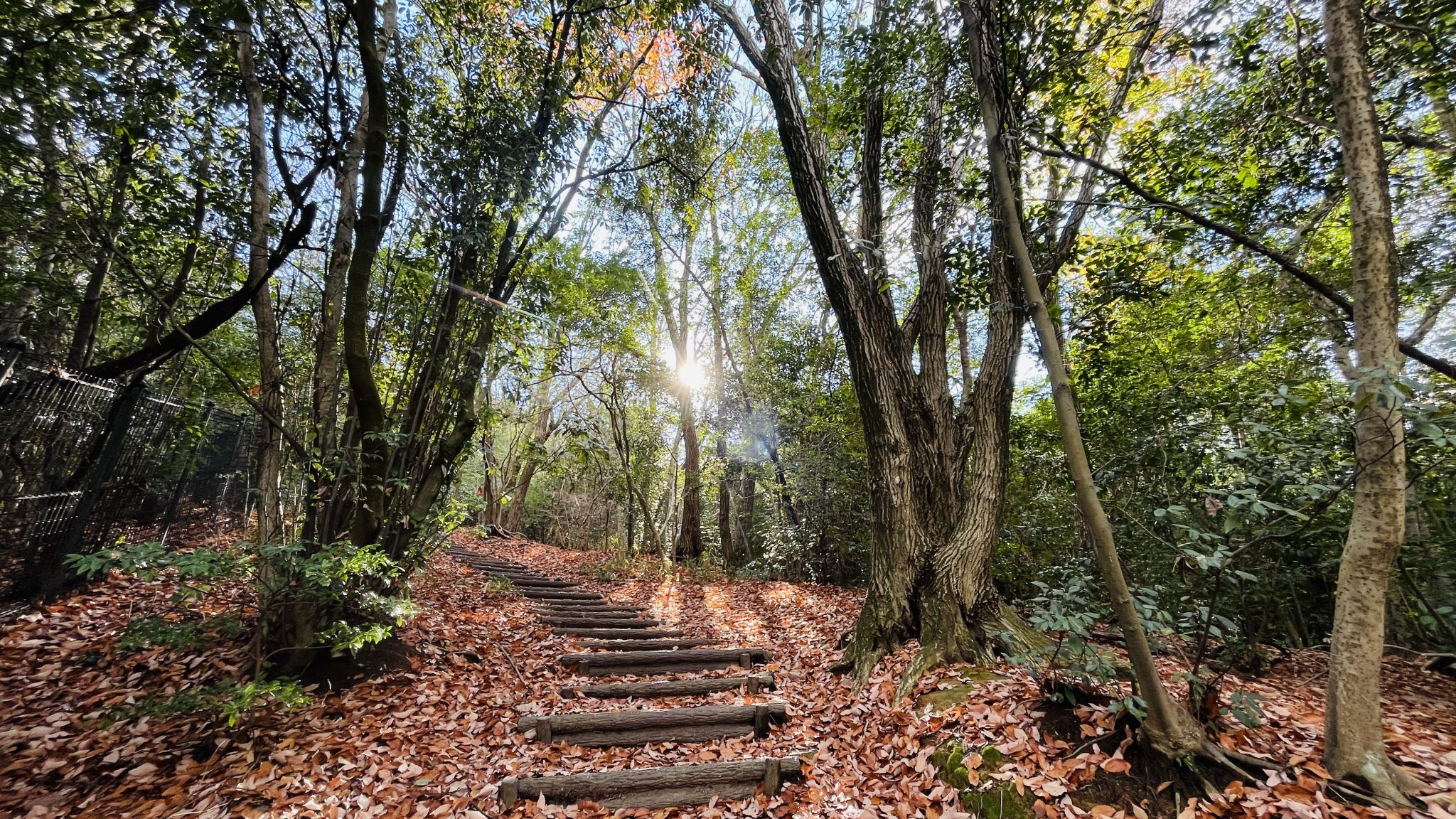 京都・吉田山の山道。木漏れ日が差し込む静かな森の階段