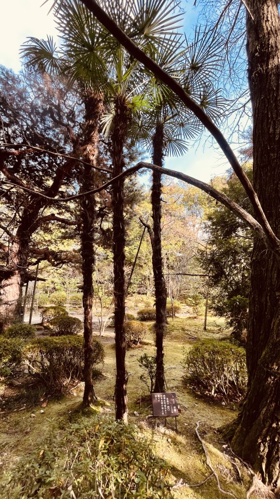 京都・平安神宮の神苑に広がる木々と苔の庭の風景。シュロの木