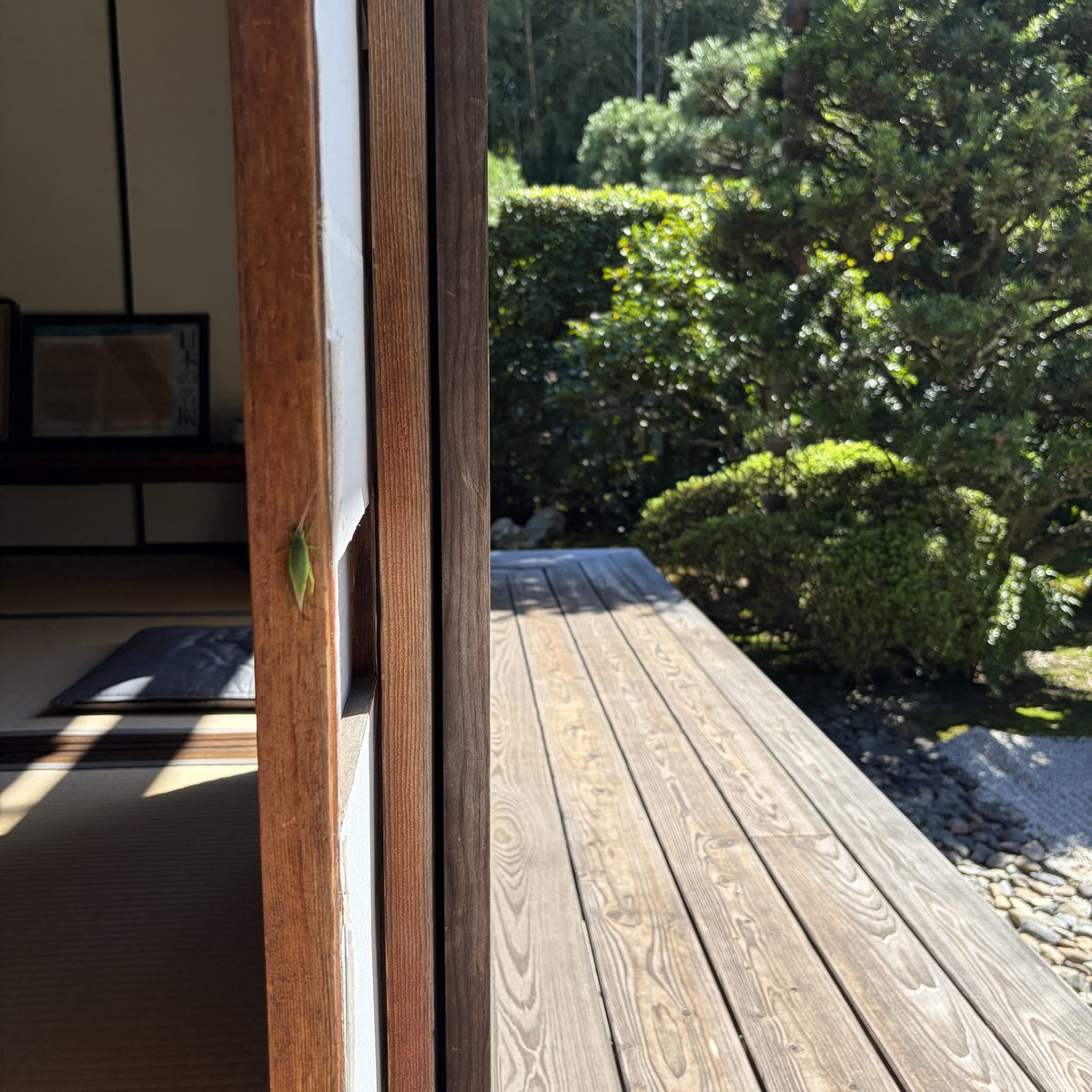 縁側の障子の枠にとまった緑の虫