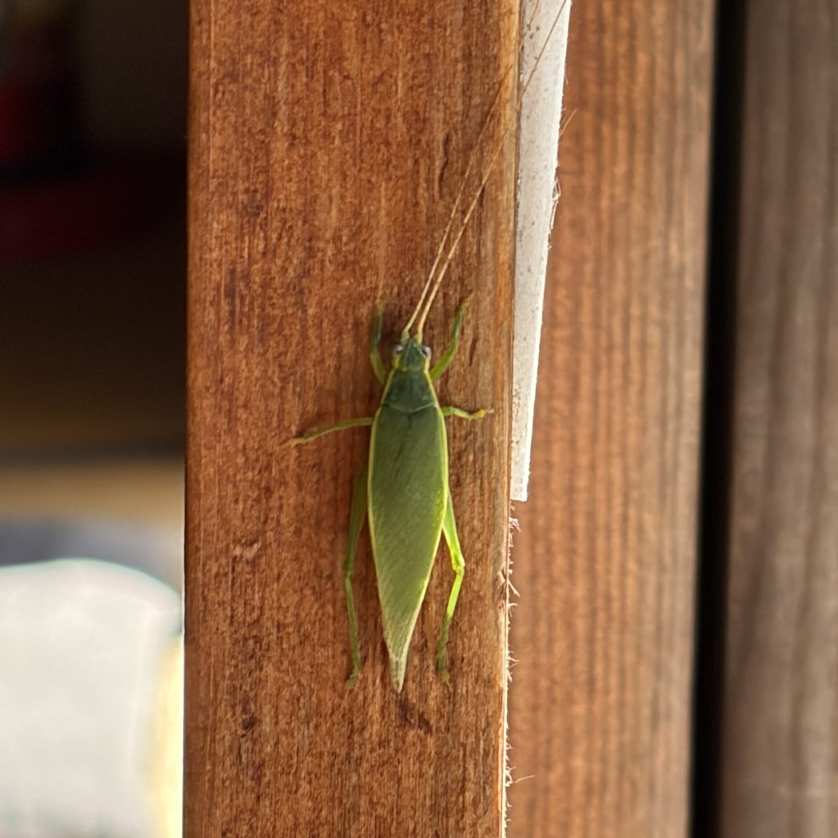 障子の枠にとまったヒメクダマキモドキ