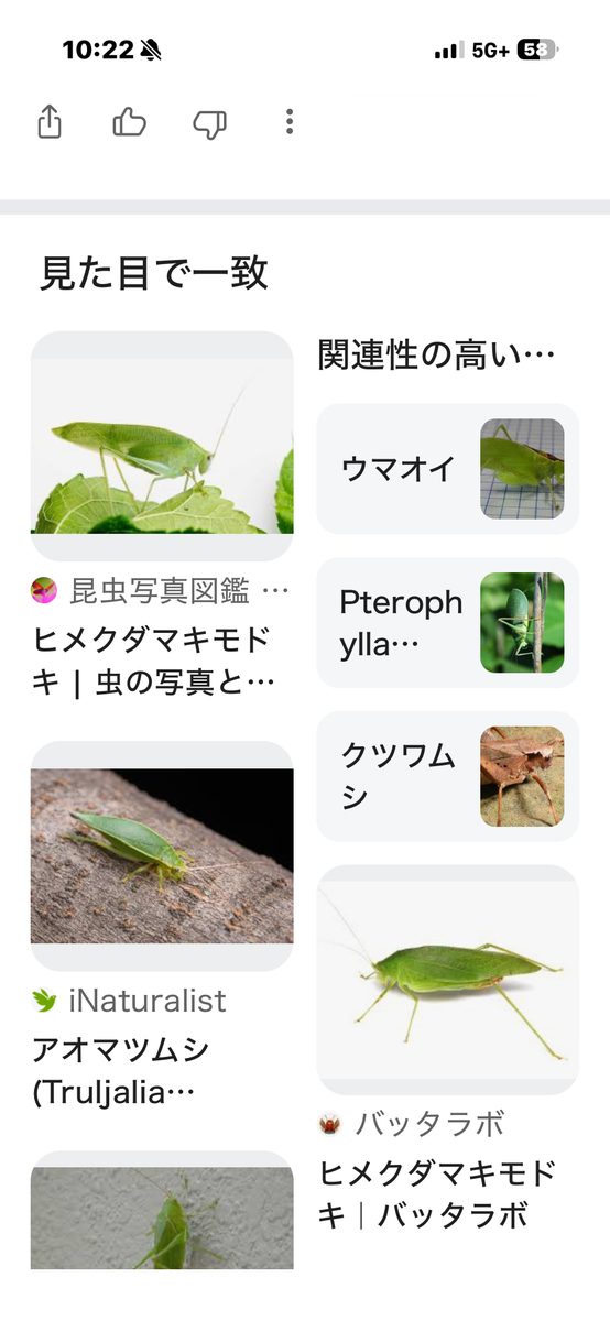 スマホで虫の名前を調べた画面(ヒメクダマキモドキ)