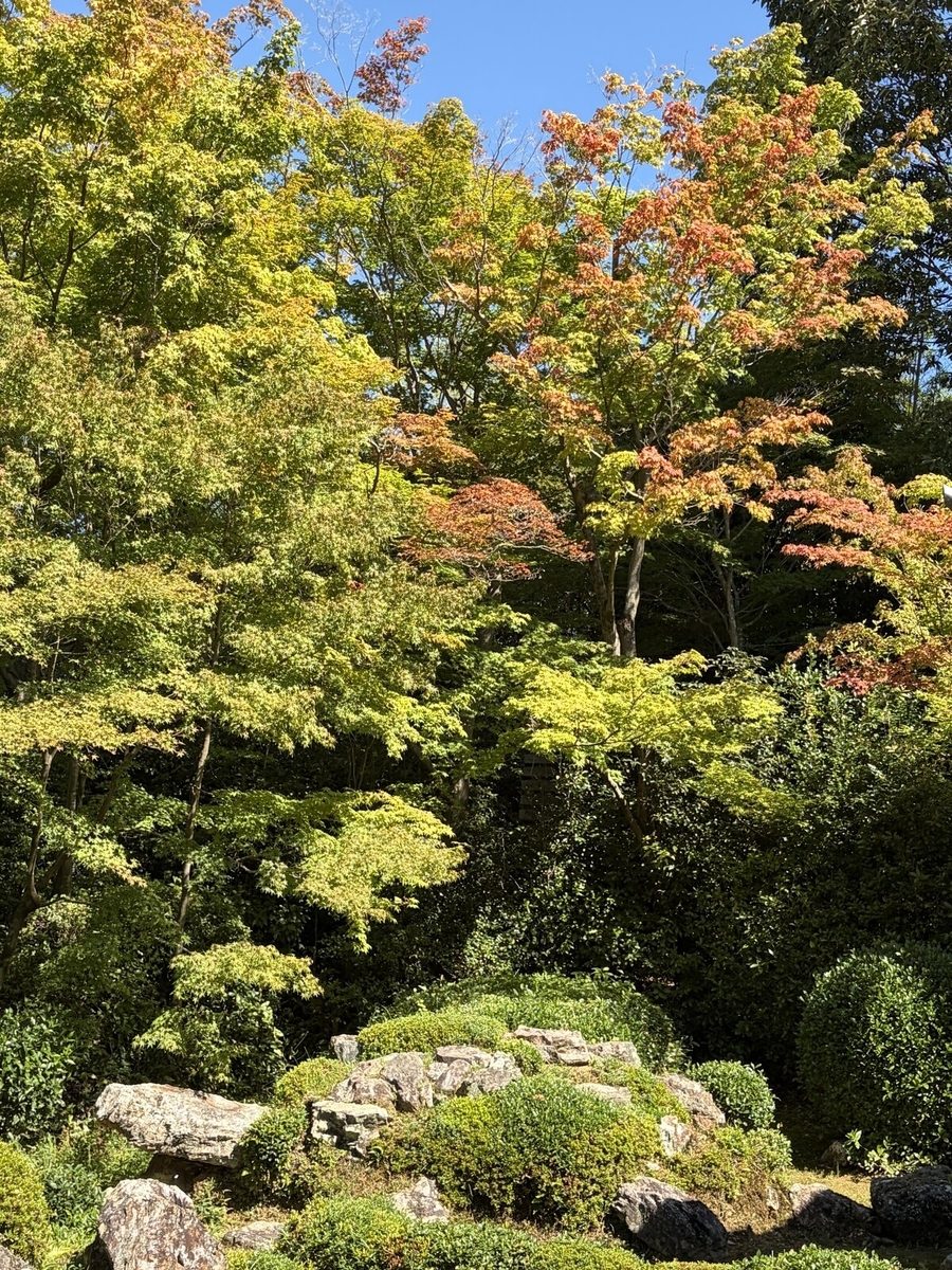 色づきはじめた鶴亀の庭の紅葉
